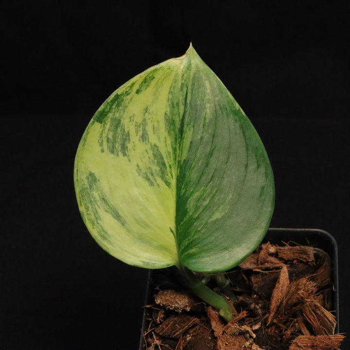 Variegated Scindapsus treubii 'Moonlight' - Aurea / Yellow variegation