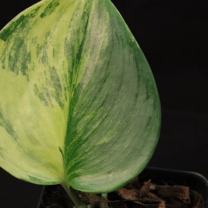 Variegated Scindapsus treubii 'Moonlight' - Aurea / Yellow variegation