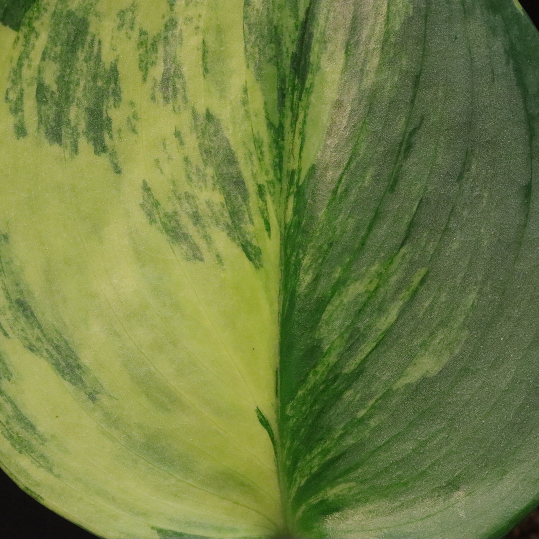Variegated Scindapsus treubii 'Moonlight' - Aurea / Yellow variegation