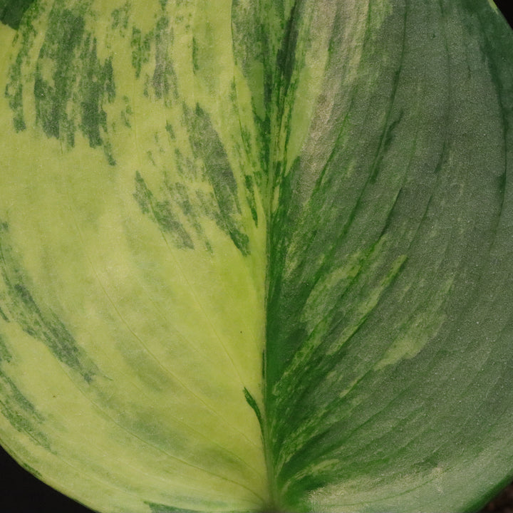 Variegated Scindapsus treubii 'Moonlight' - Aurea / Yellow variegation