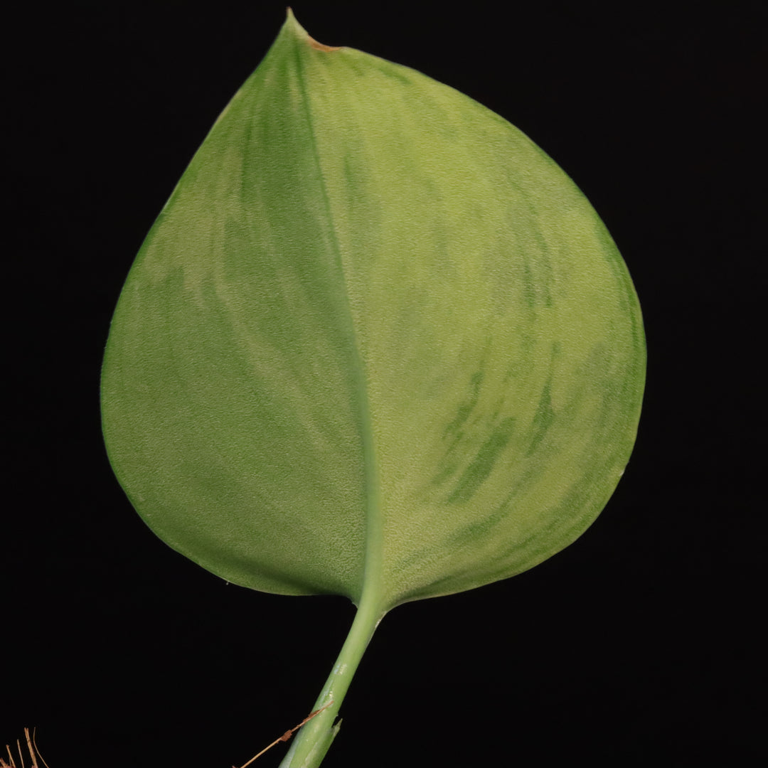 Variegated Scindapsus treubii 'Moonlight' - Aurea / Yellow variegation