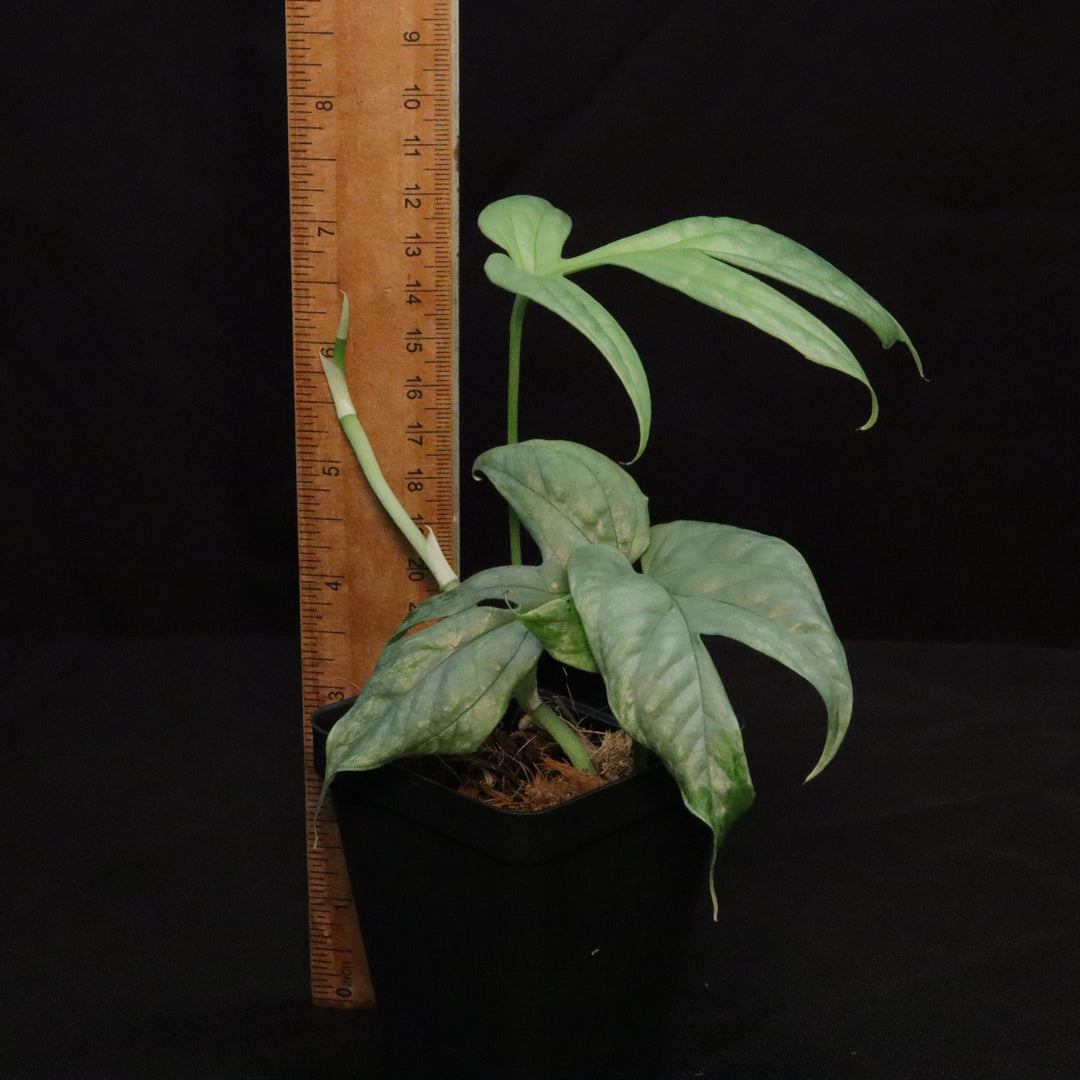 Amydrium medium 'silver' - Variegated