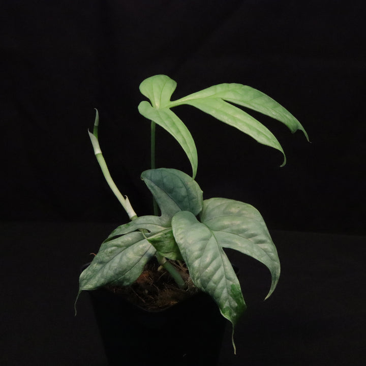 Amydrium medium 'silver' - Variegated