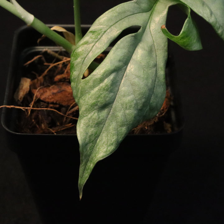 Amydrium medium 'silver' - Variegated