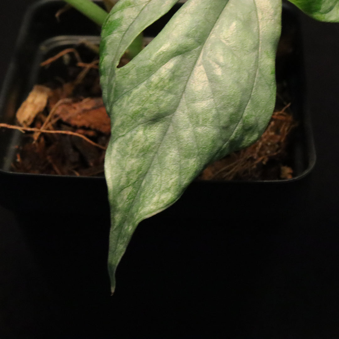 Amydrium medium 'silver' - Variegated