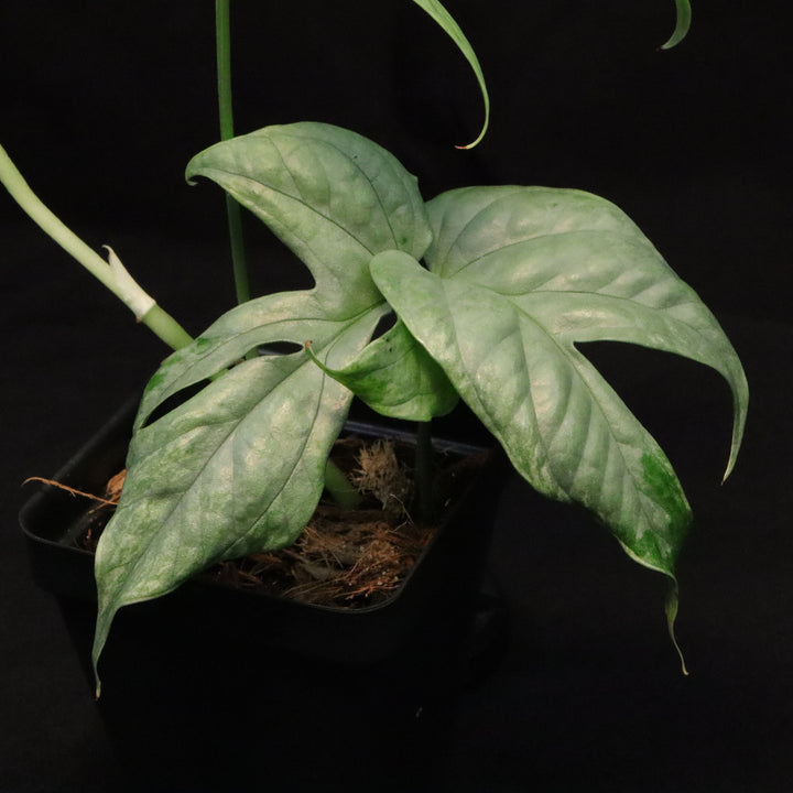 Amydrium medium 'silver' - Variegated