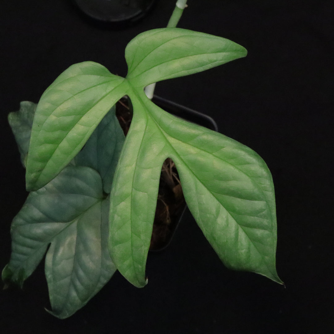 Amydrium medium 'silver' - Variegated