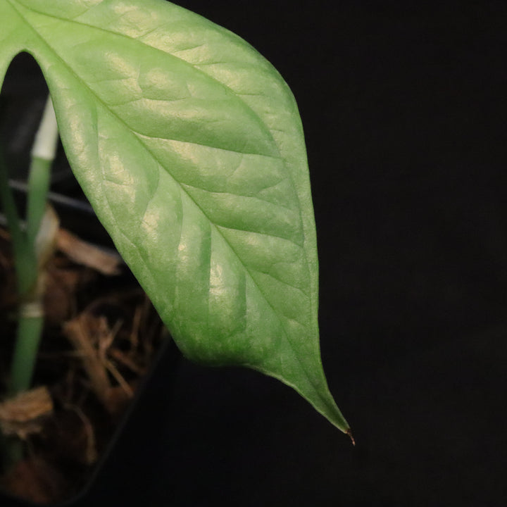 Amydrium medium 'silver' - Variegated