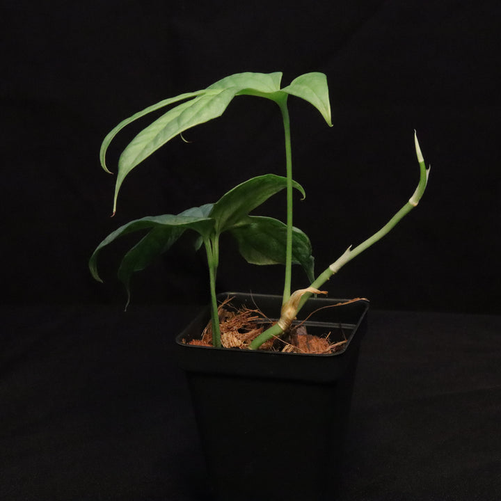 Amydrium medium 'silver' - Variegated
