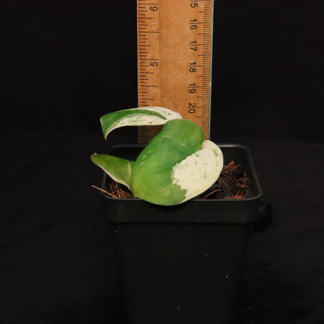 Scindapsus Pictus Marble Queen