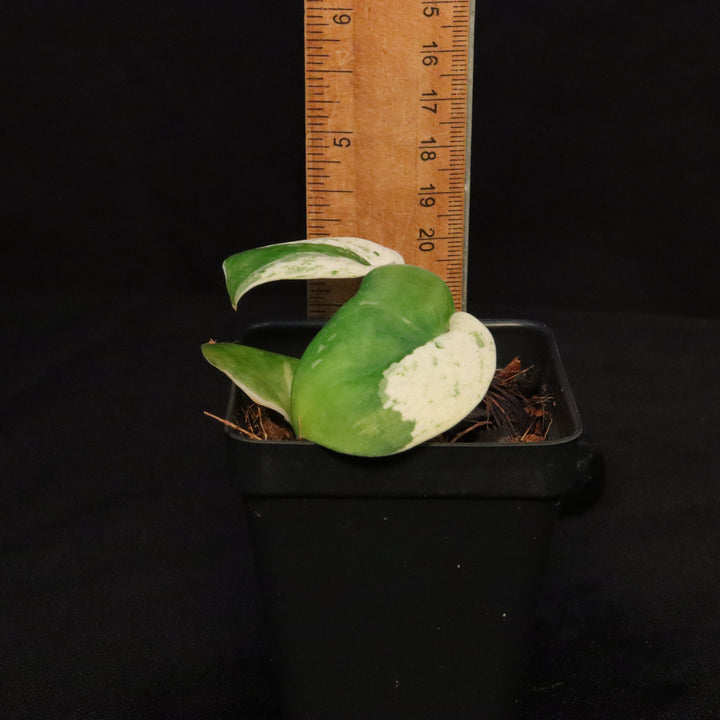 Scindapsus Pictus Marble Queen