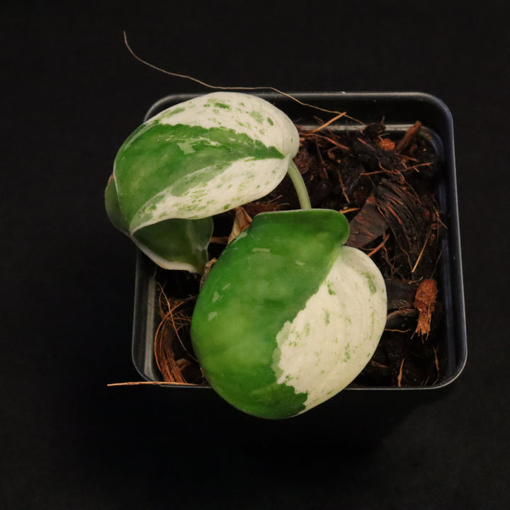 Scindapsus Pictus Marble Queen