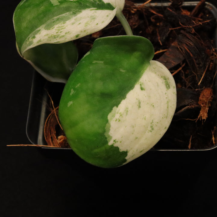 Scindapsus Pictus Marble Queen