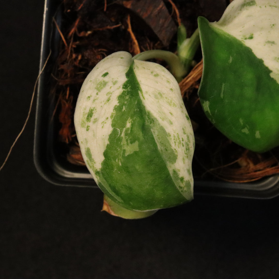 Scindapsus Pictus Marble Queen