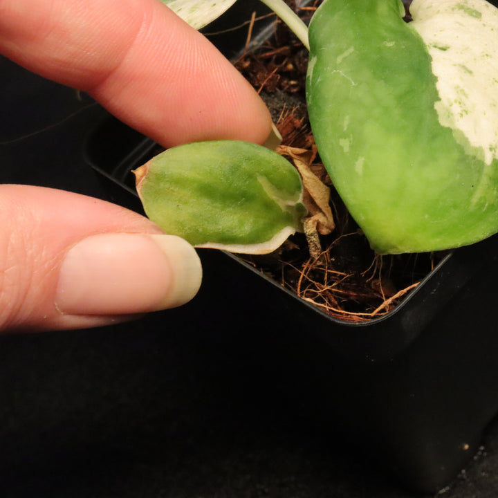 Scindapsus Pictus Marble Queen