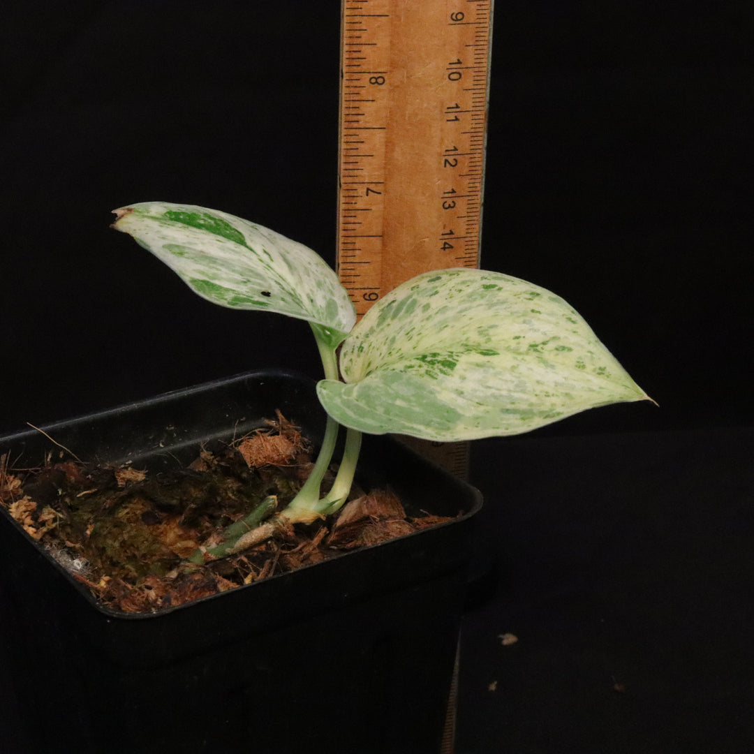 Variegated Scindapsus Peasun
