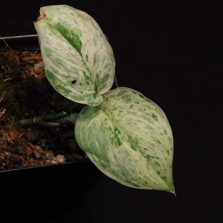 Variegated Scindapsus Peasun