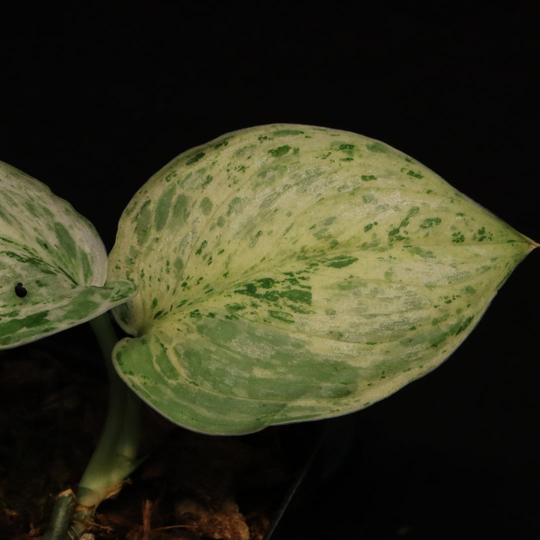 Variegated Scindapsus Peasun