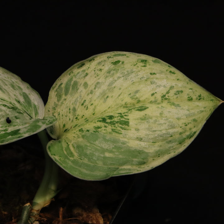 Variegated Scindapsus Peasun