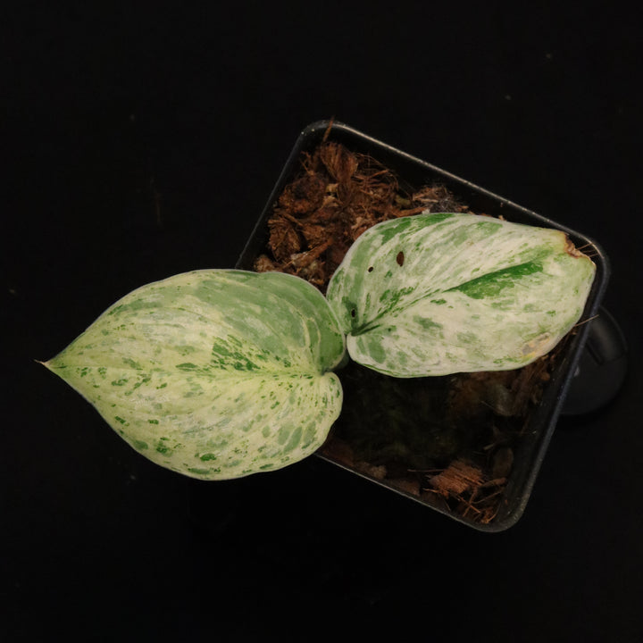 Variegated Scindapsus Peasun