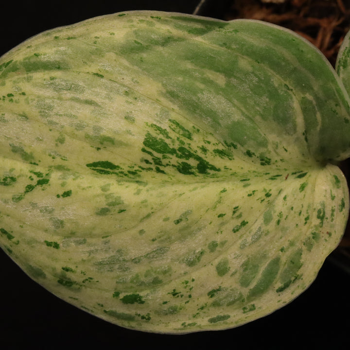 Variegated Scindapsus Peasun