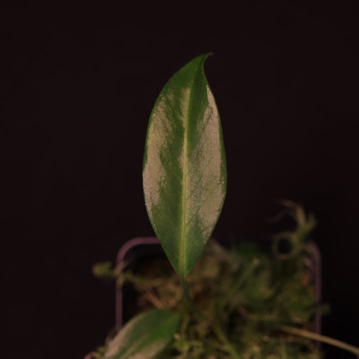 Anthurium Gracile - Grower's Choice