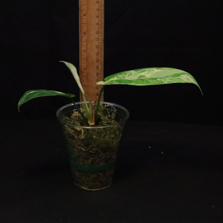 Philodendron Florida Beauty x Mayoi Variegated - Narrow Form - A