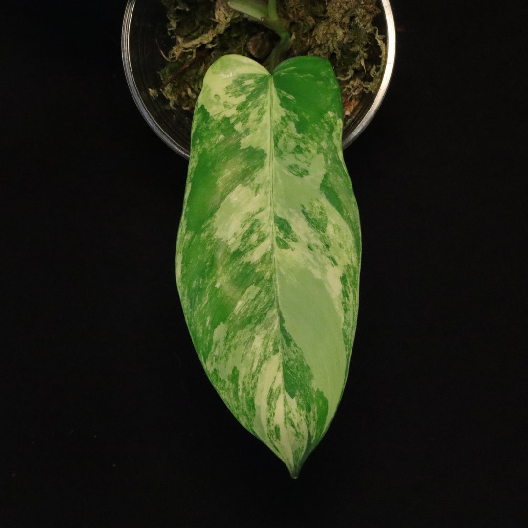 Philodendron Florida Beauty x Mayoi Variegated - Narrow Form - A