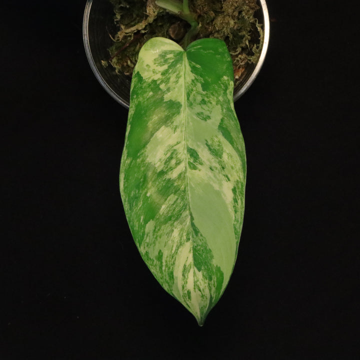 Philodendron Florida Beauty x Mayoi Variegated - Narrow Form - A