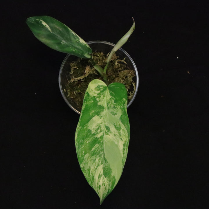 Philodendron Florida Beauty x Mayoi Variegated - Narrow Form - A