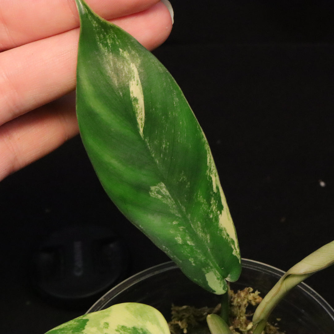 Philodendron Florida Beauty x Mayoi Variegated - Narrow Form - A