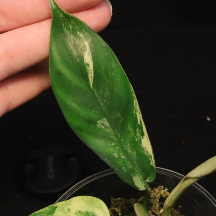 Philodendron Florida Beauty x Mayoi Variegated - Narrow Form - A