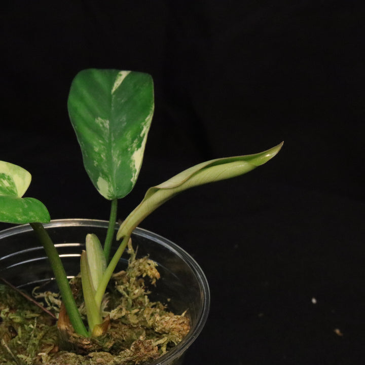 Philodendron Florida Beauty x Mayoi Variegated - Narrow Form - A