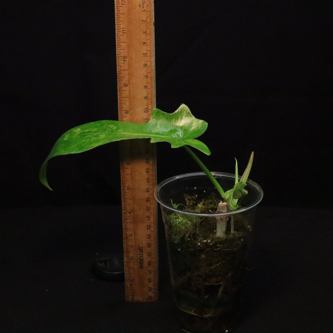 Philodendron Florida Beauty x Mayoi Variegated - Narrow Form - B