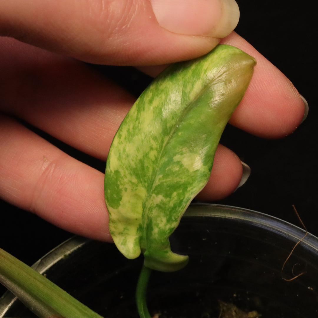 Philodendron Florida Beauty x Mayoi Variegated - Narrow Form - B