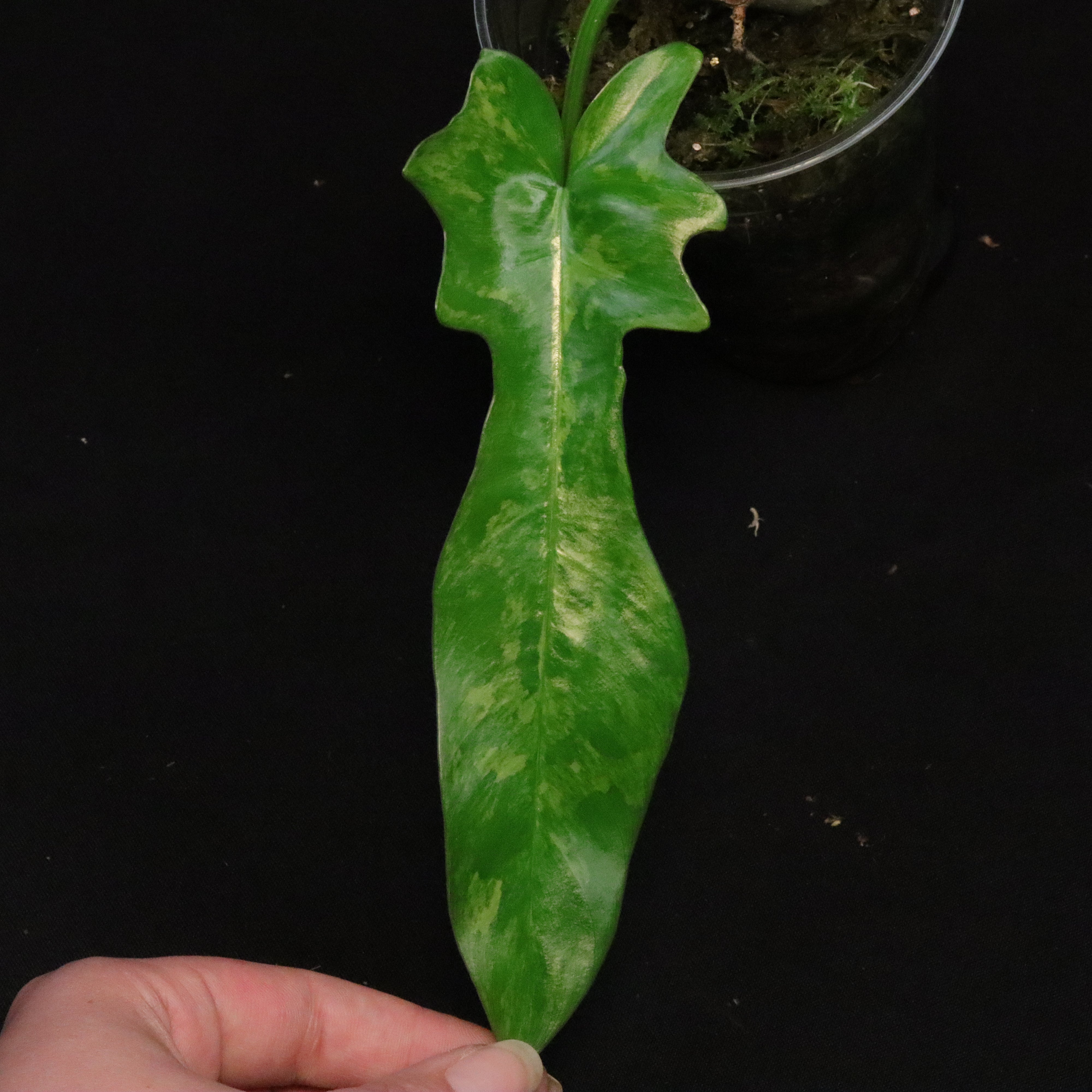 希少　Philo florida beuaty X Mayoi Philodendron 'Florida Beauty' x Mayoi (wk36-H) – Rare Plant