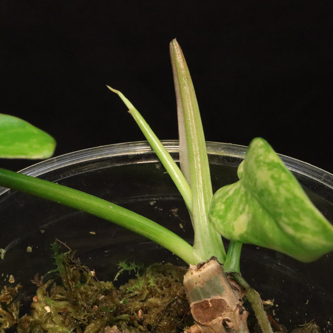 Philodendron Florida Beauty x Mayoi Variegated - Narrow Form - B