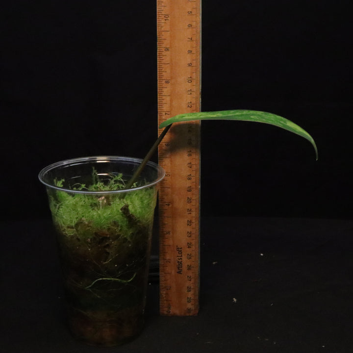 Philodendron Florida Beauty x Mayoi Variegated - Narrow Form - C