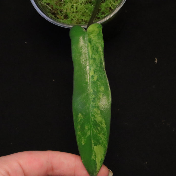 Philodendron Florida Beauty x Mayoi Variegated - Narrow Form - C