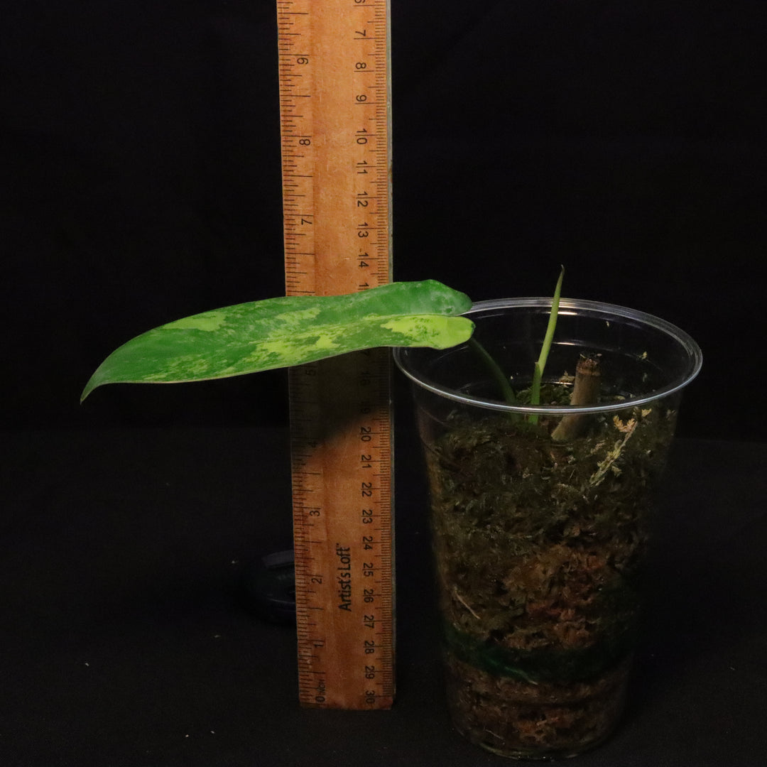 Philodendron Florida Beauty x Mayoi Variegated - Narrow Form - D