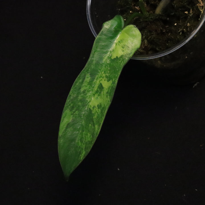 Philodendron Florida Beauty x Mayoi Variegated - Narrow Form - D