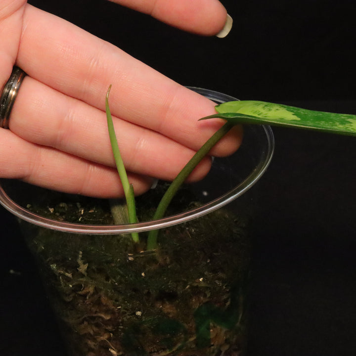 Philodendron Florida Beauty x Mayoi Variegated - Narrow Form - D