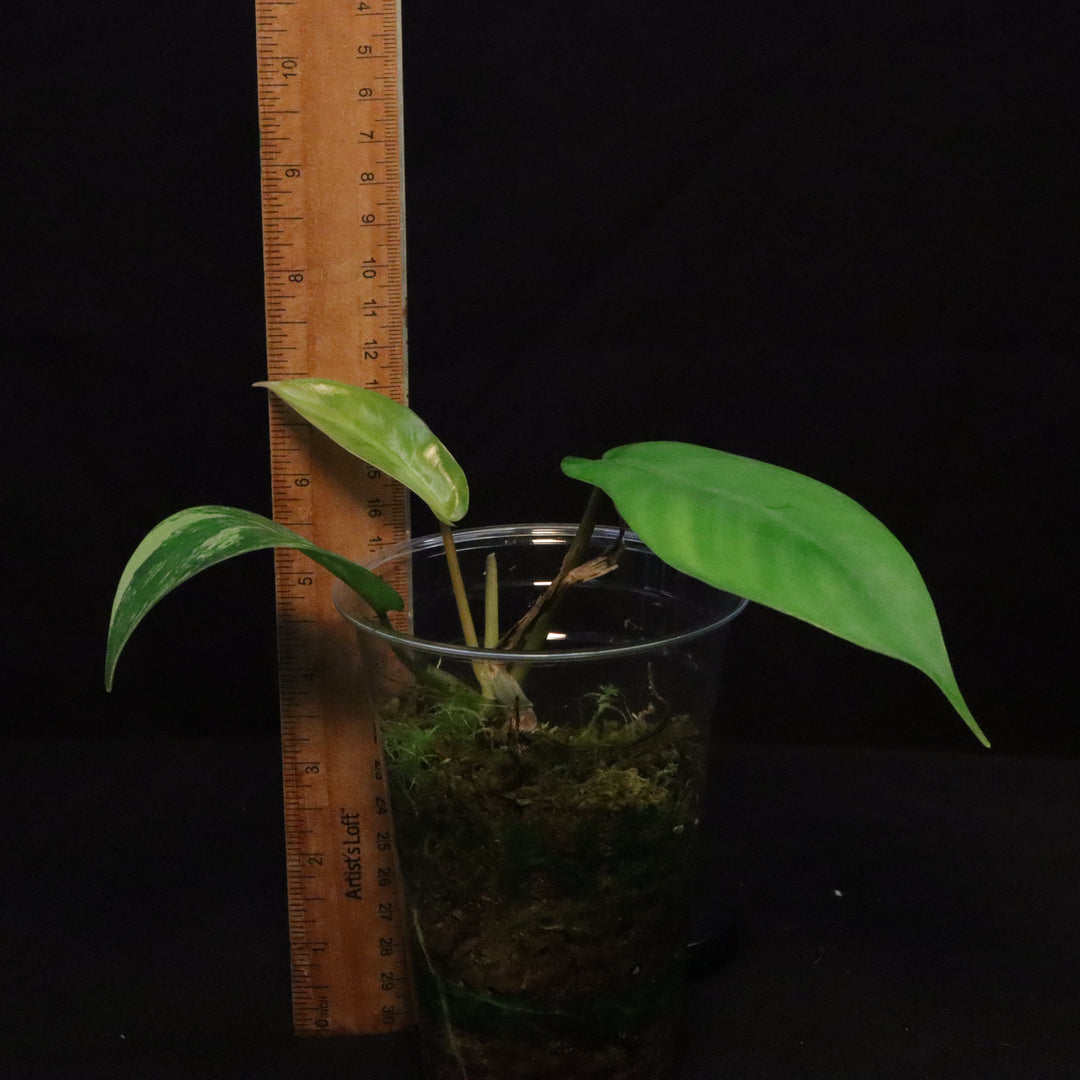 Philodendron Florida Beauty x Mayoi Variegated - Narrow Form - E