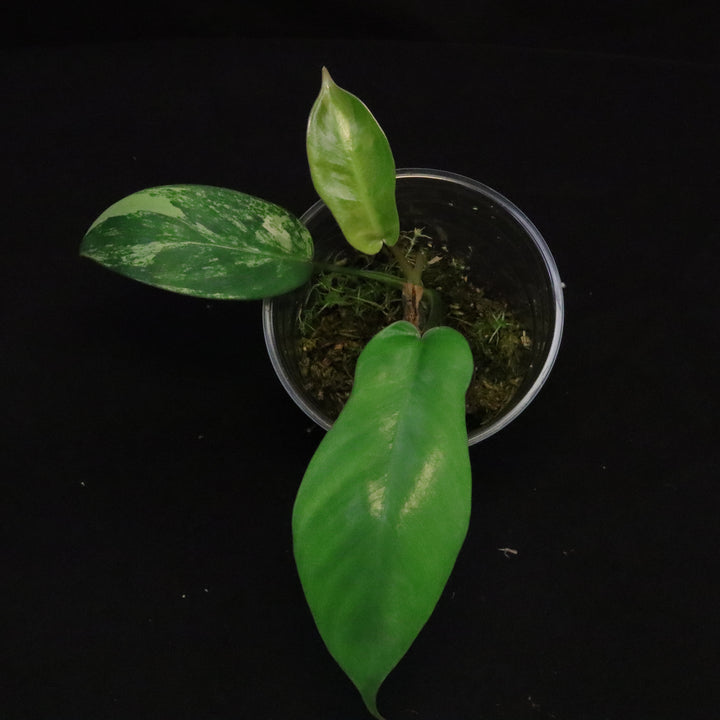 Philodendron Florida Beauty x Mayoi Variegated - Narrow Form - E