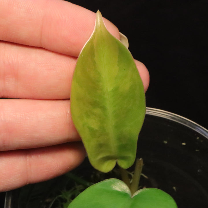 Philodendron Florida Beauty x Mayoi Variegated - Narrow Form - E