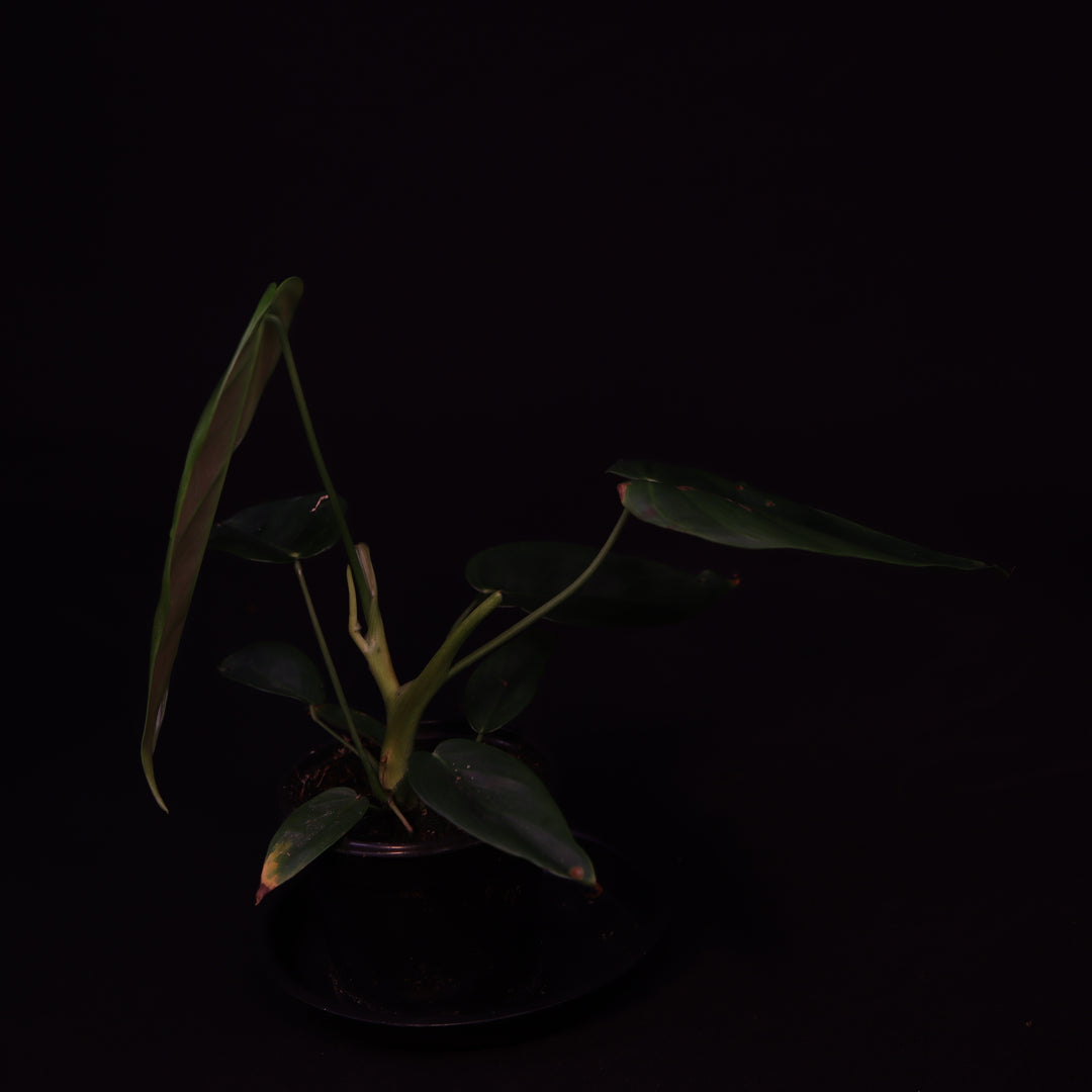 Philodendron Esmeraldense