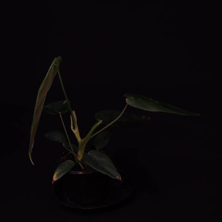 Philodendron Esmeraldense