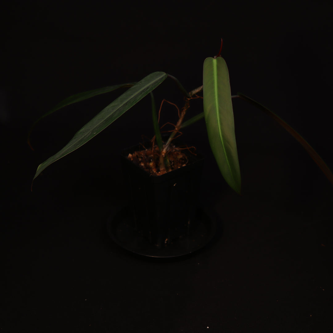 Philodendron Bi-Color