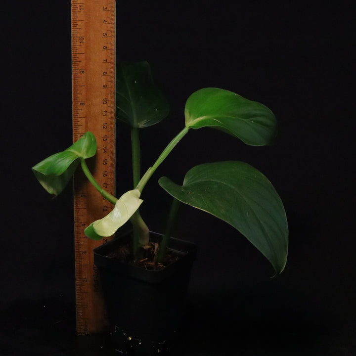 Philodendron findens