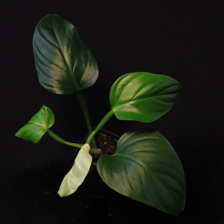 Philodendron findens